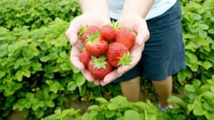 Little fusspot strawberry picking – sensory excursion